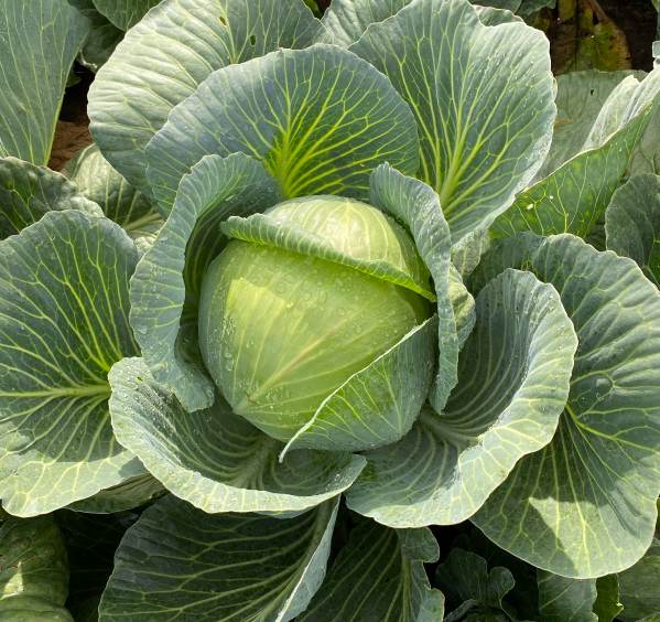 MOZZARELLA PESTO, WHITE CABBAGE - Image 5
